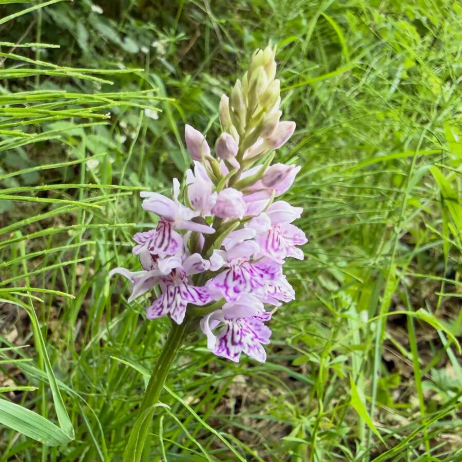 Spotted Orchid